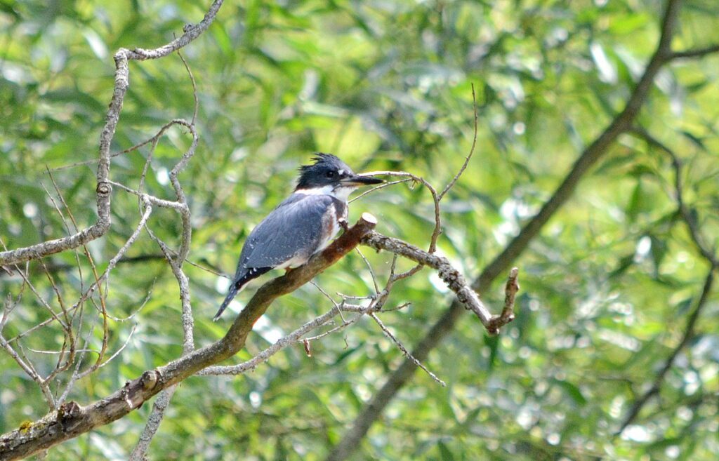 Image of Belted Kingfisher along Duffins Creek in Ajax, Ontario, Canada.