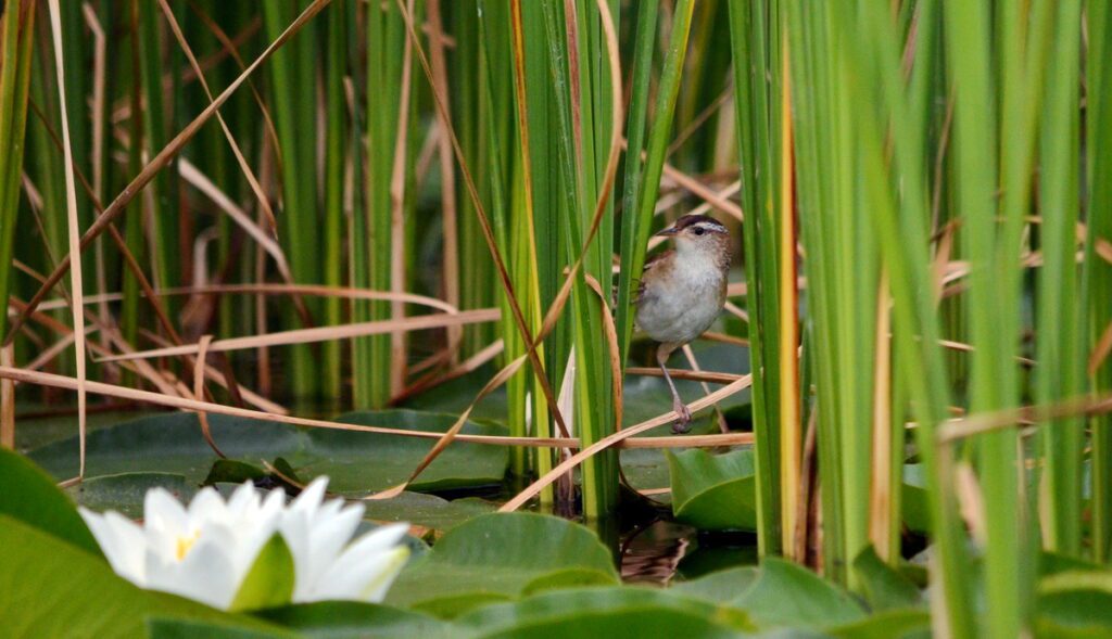 image of a marsh wren in bulrushes on east lake, sandbanks provincial park, ontario