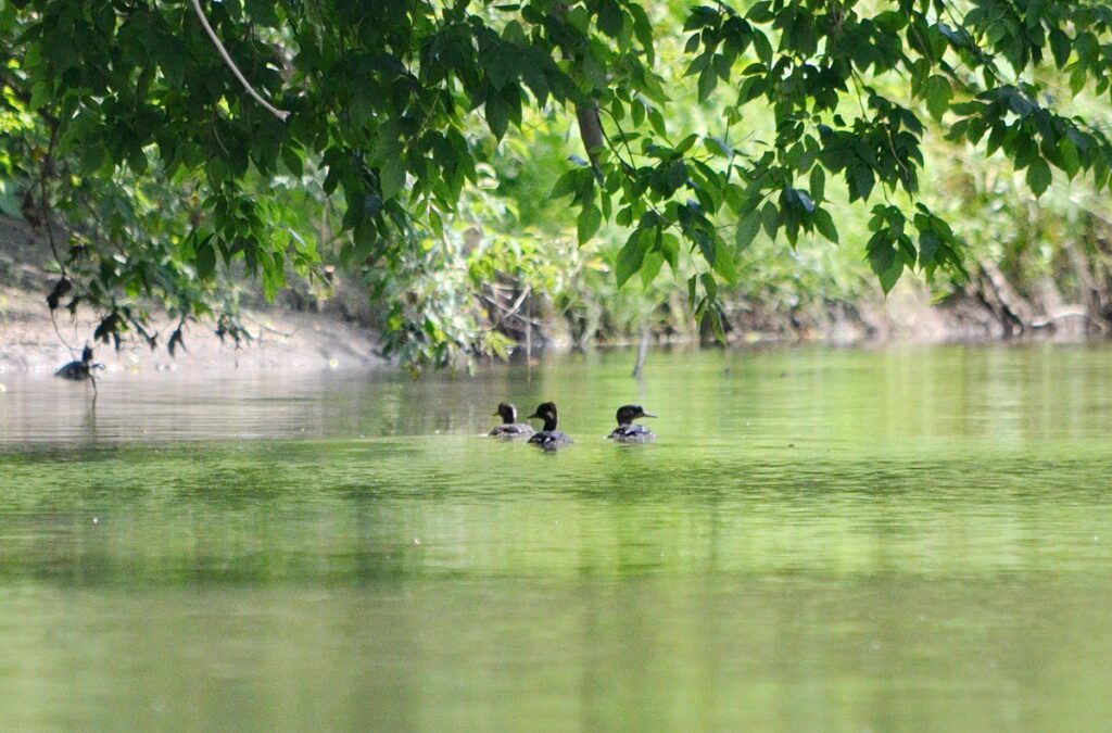 Image of common merganzers on Duffins Creek in Ajax, Ontario, Canada.