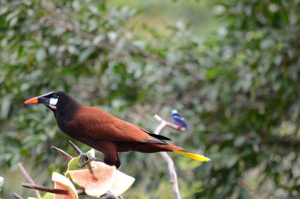 image of montezuma oropendola, arenal observatory, costa rica 