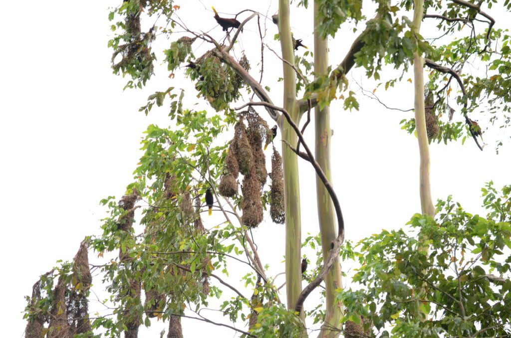 image of montezuma oropendola nests in eucalyptus trees, arenal observatory, costa rica