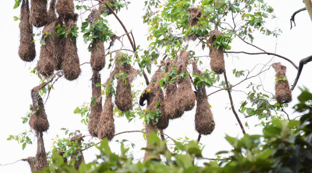 image of montezuma oropendola nests, arenal observatory, costa rica