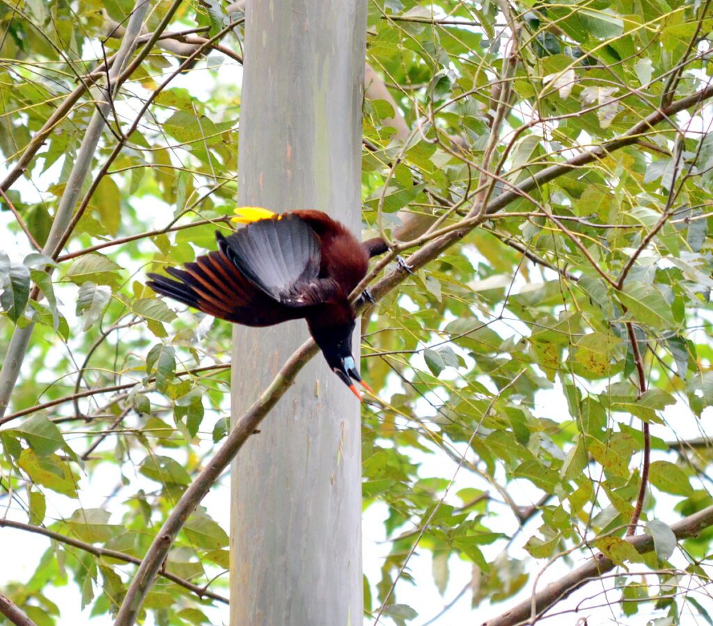 image of montezuma oropendola gathering nesting material, arenal observatory, costa rica