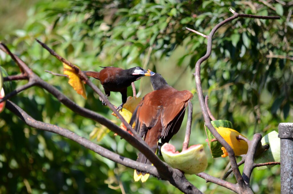 image of montezuma oropendolas sharing food, arenal observatory, costa rica
