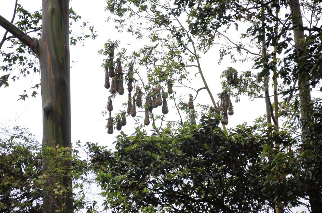 image of montezuma oropendola nests, arenal observatory, costa rica