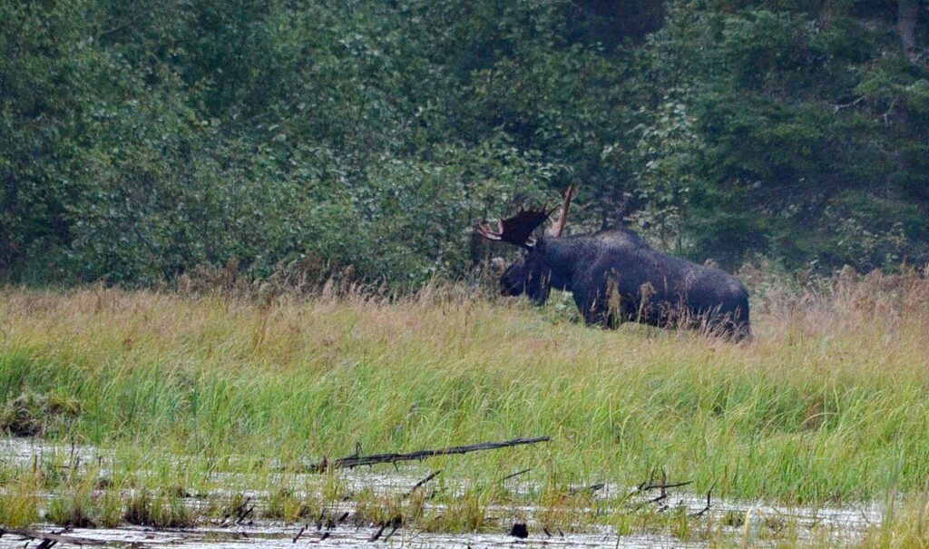 Image of a bull moose in Algonquin Provincial Park in Ontario, Canada.