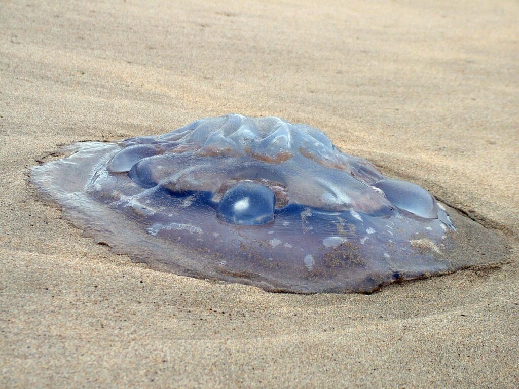 image of a jellyfish on shore, mossel bay, south africa