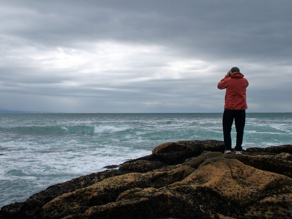 image of bob on the rocky shore, mossel bay, south africa