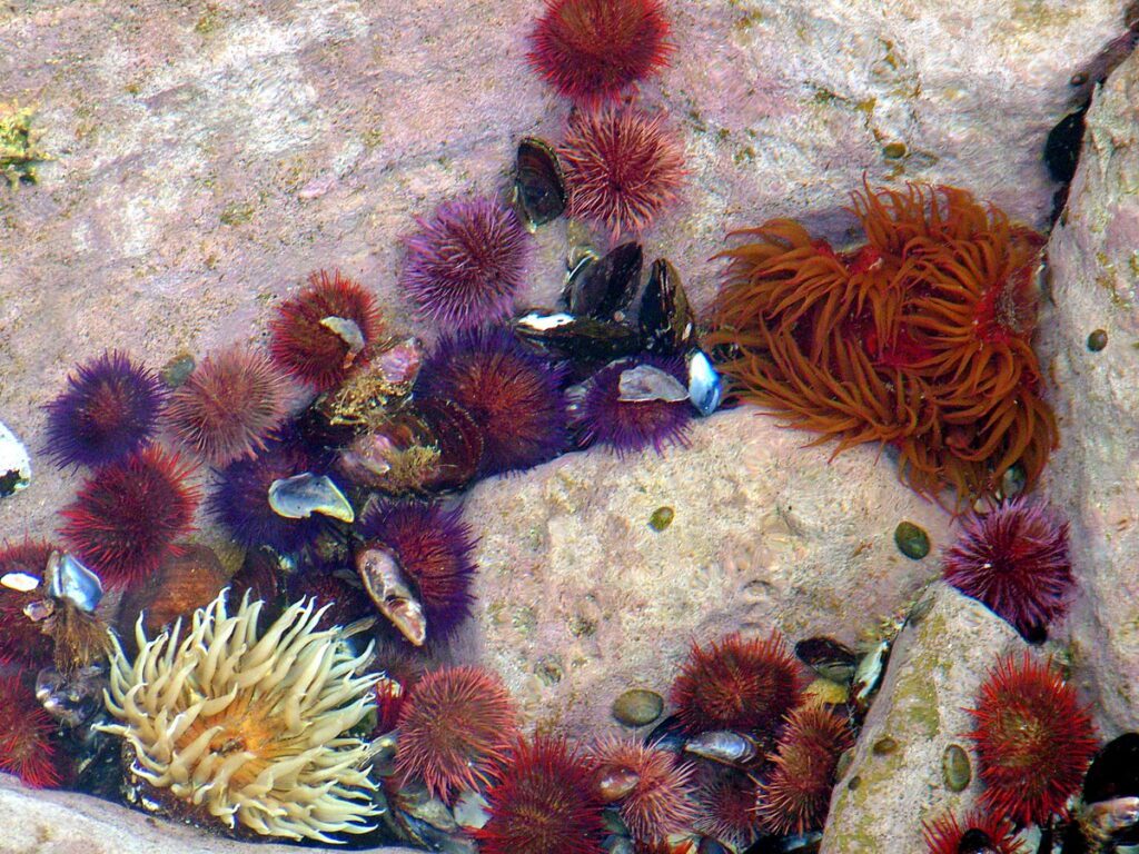 image of sea urchins and sea anemones, mossel bay, south africa