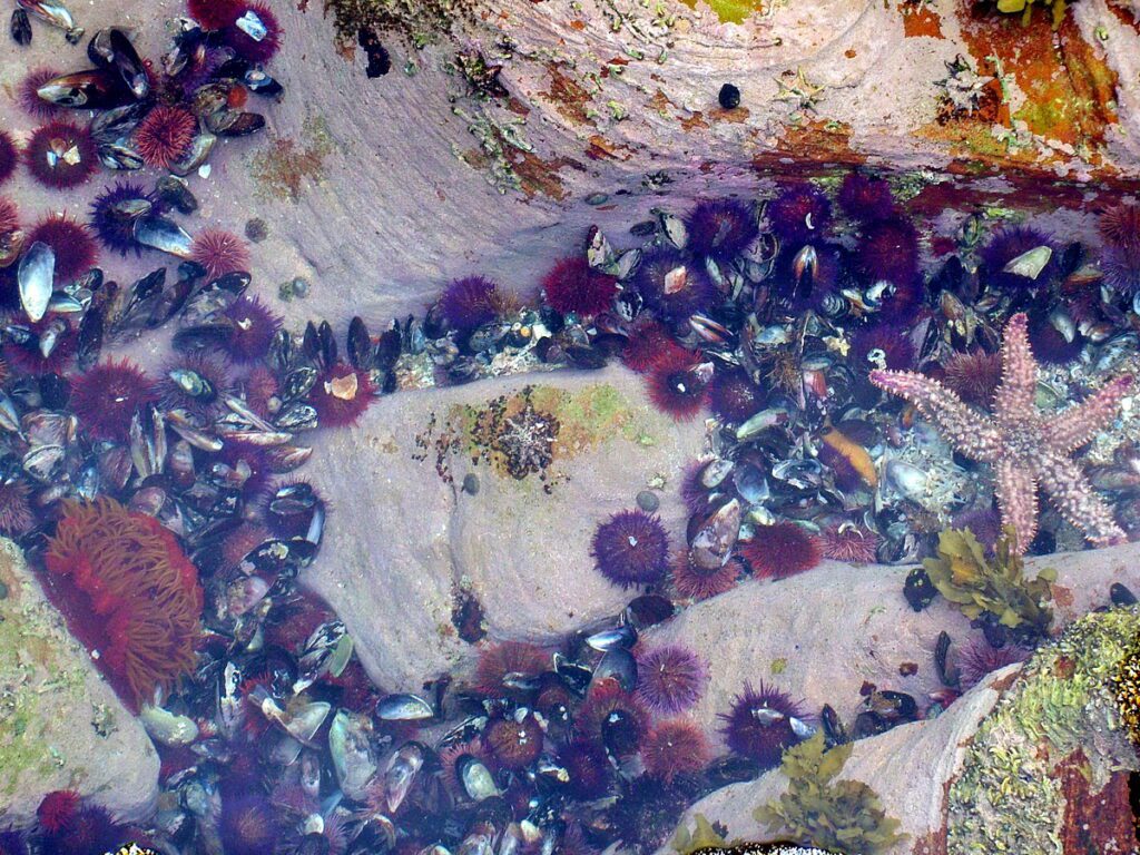 image of starfish, sea urchins and anemones, mossel bay, south africa