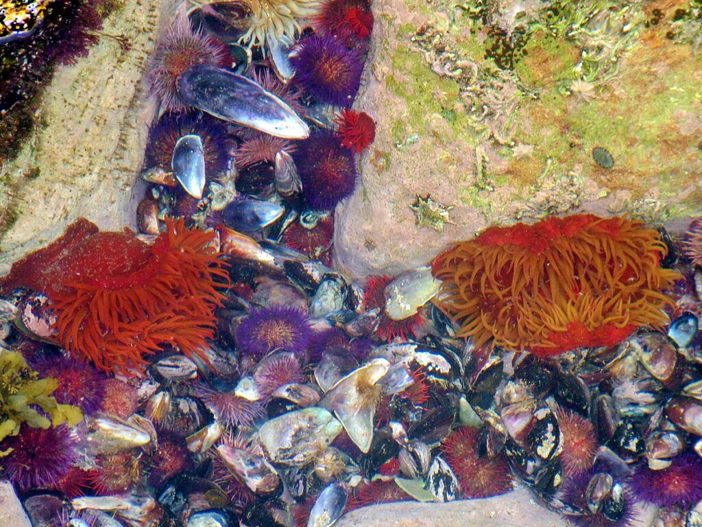 image of a vibrant tidal pool, mossel bay, south africa