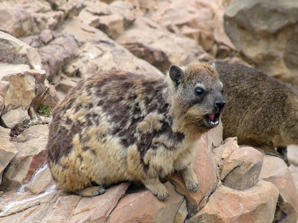 image of a rock hyrax, mossel bay, south africa