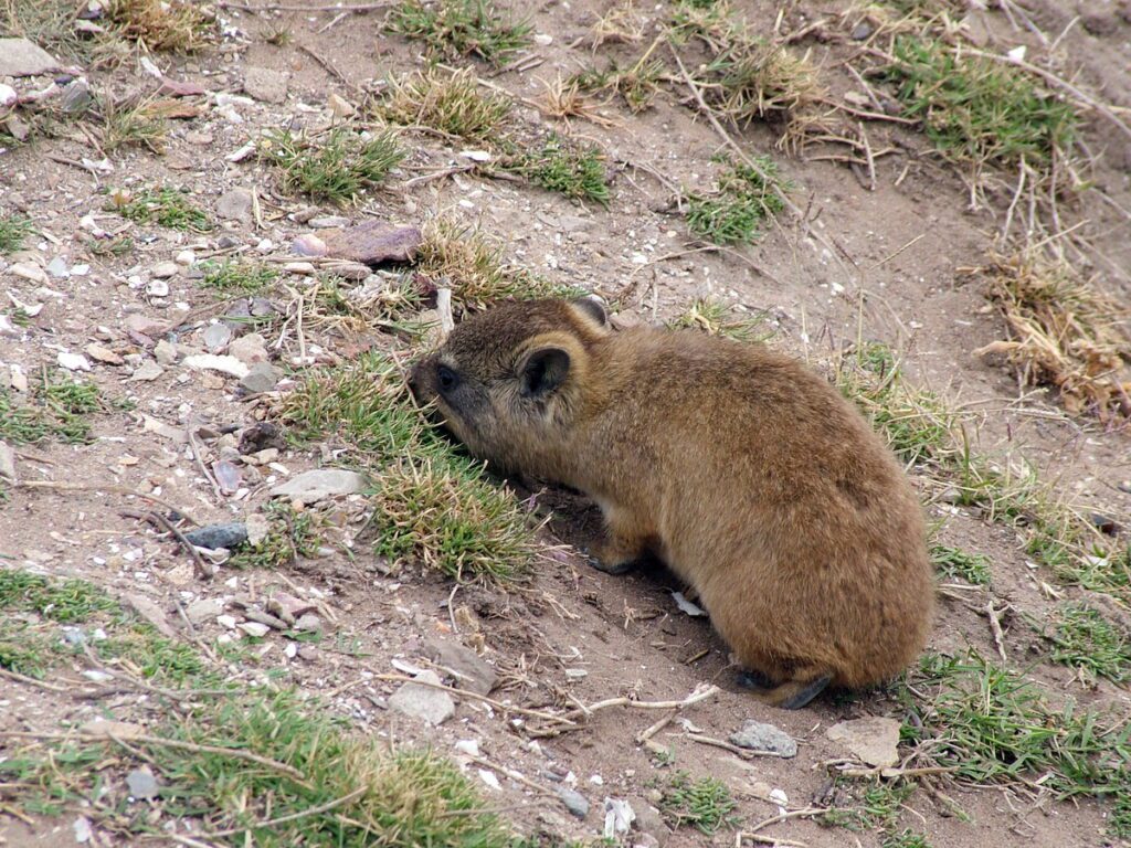 image of a rock hyrax eating grass, mossel bay, south africa