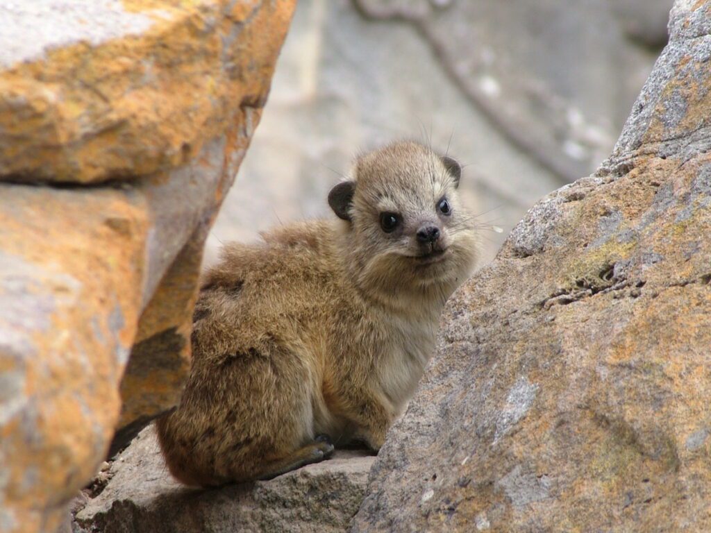 image of a rock hyrax, mossel bay, south africa