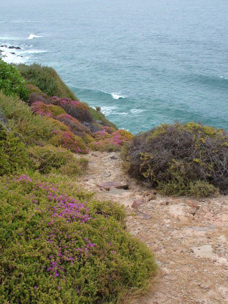 image of wildflowers, cape st. blaize trail, mossel bay, south africa
