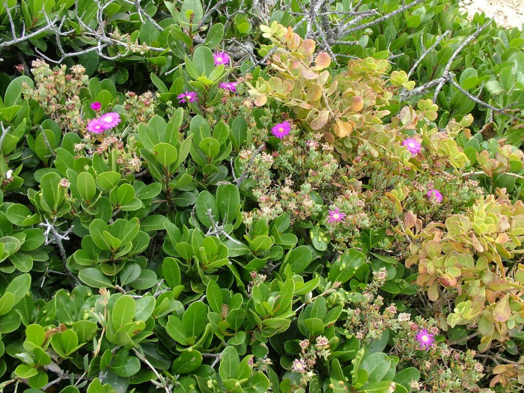 image of wildflowers, cape st. blaize trail, mossel bay, south africa