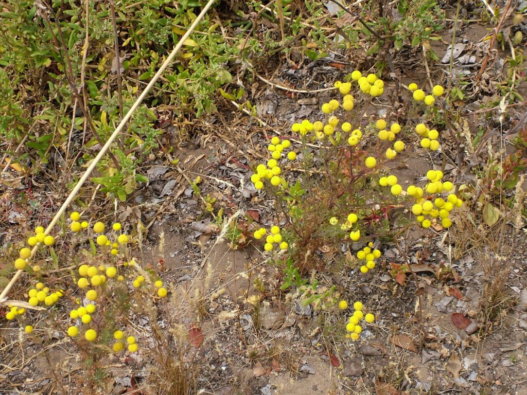 image of yellow wildflowers, cape st. blaize trail, mossel bay, south africa