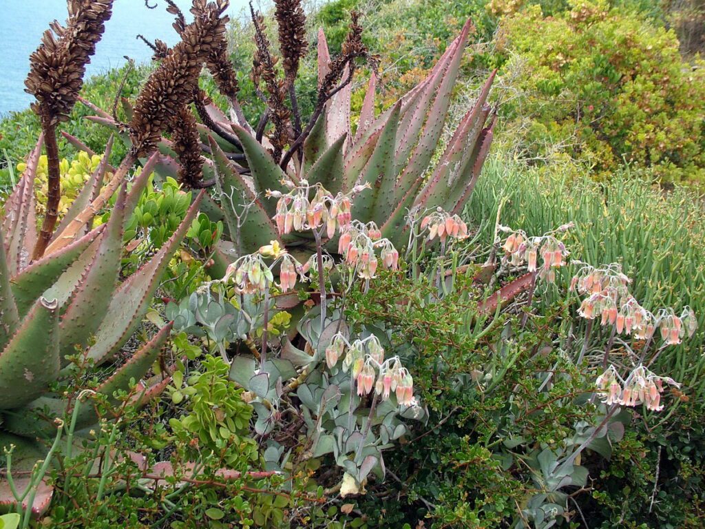image of flowers and plants, cape st. blaize trail, mossel bay, south africa