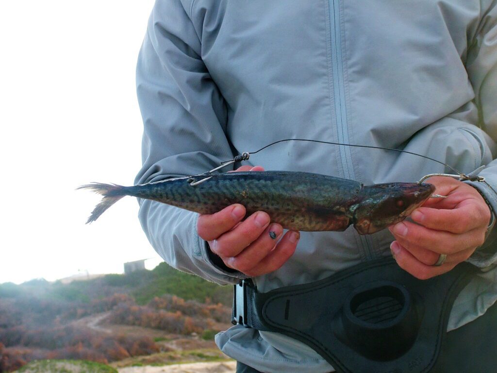 image of a caught fish, mossel bay, south africa