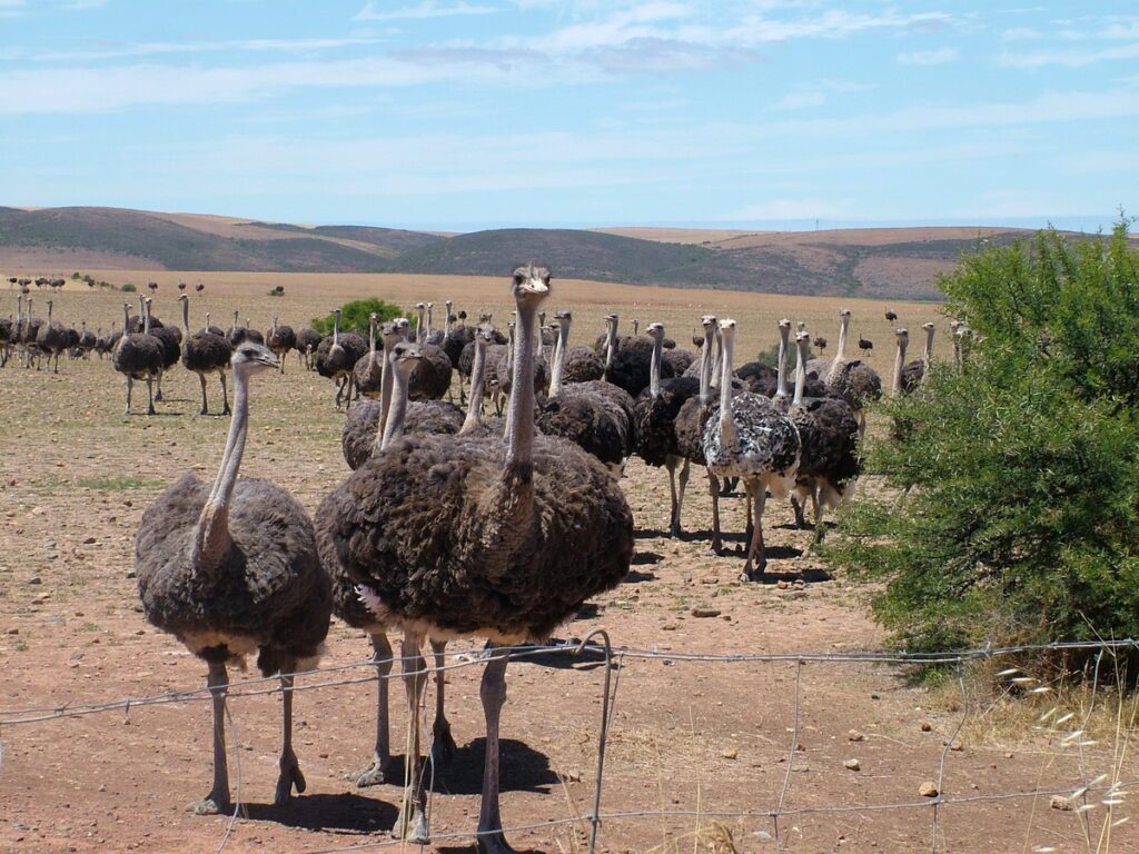image of many ostriches, south africa