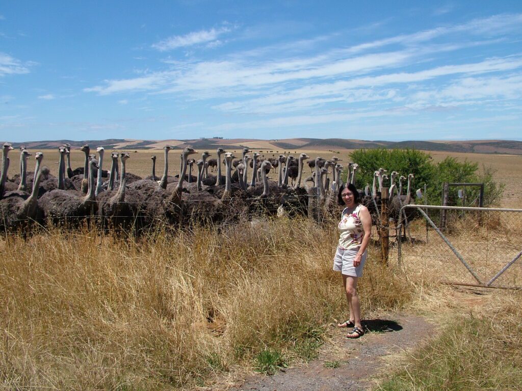 image of jean with a flock of ostriches, south africa