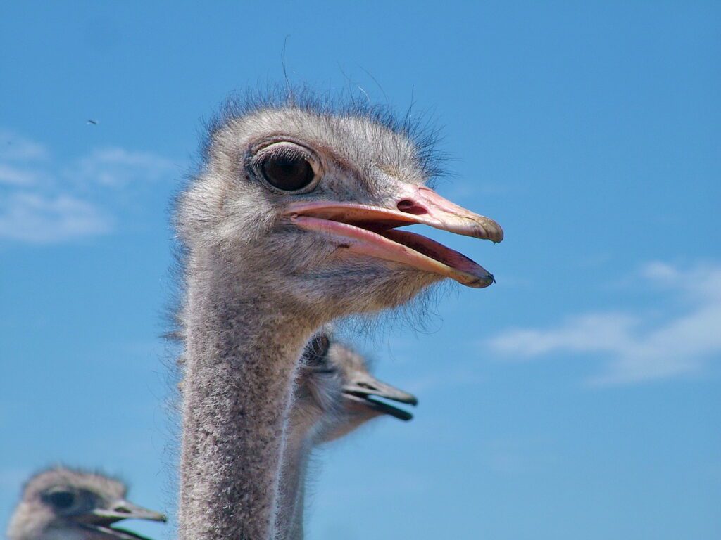 image of an ostrich head with beak open, south africa