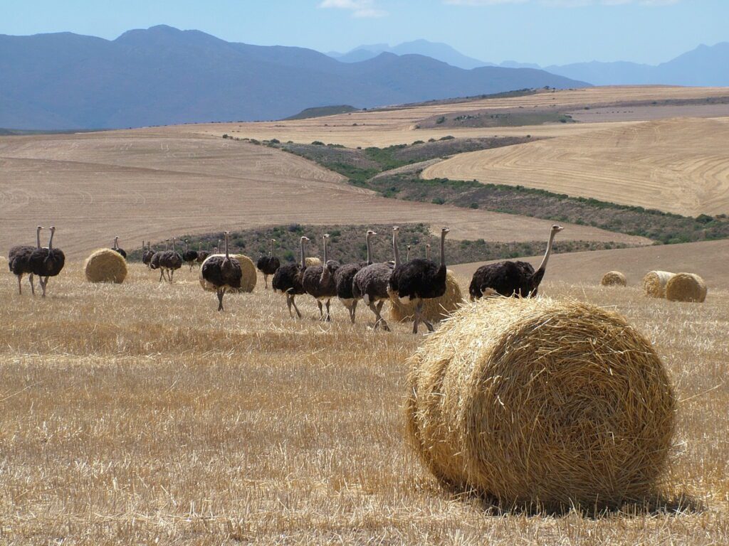 image of ostriches in farm field, south africa