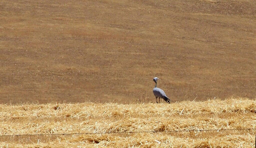 image of a blue crane in a wheat field, south africa