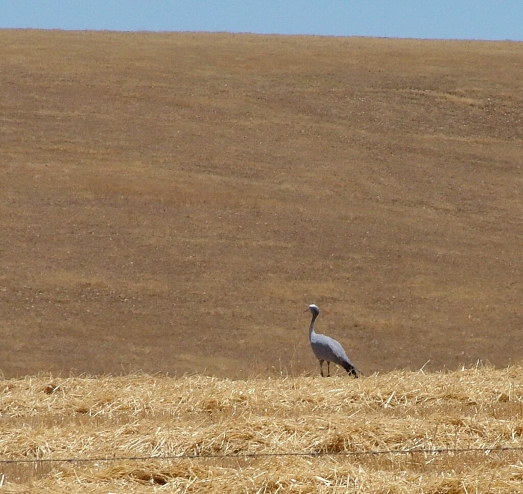 image of a blue crane, south africa