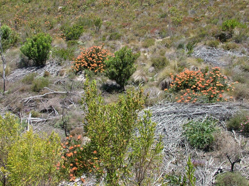 image of orange wildflowers, garden route, south africa