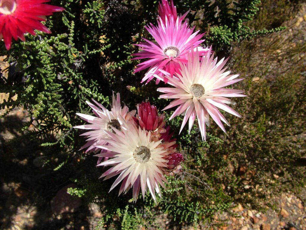 image of pink strawflowers, garden route, south africa