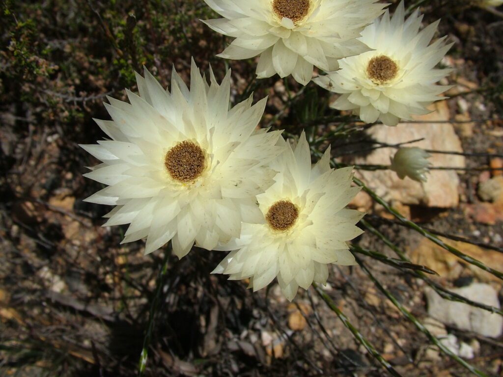 image of white strawflowers, garden route, south africa