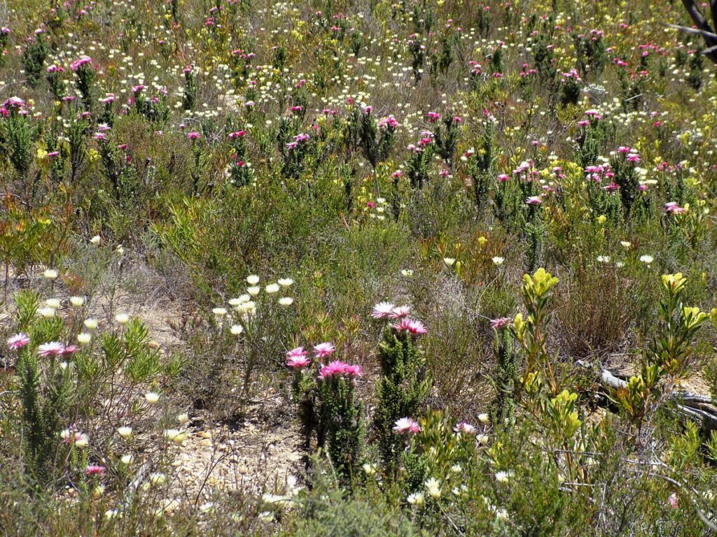 image of everlasting flowers in pink, yellow and white, garden route, south africa