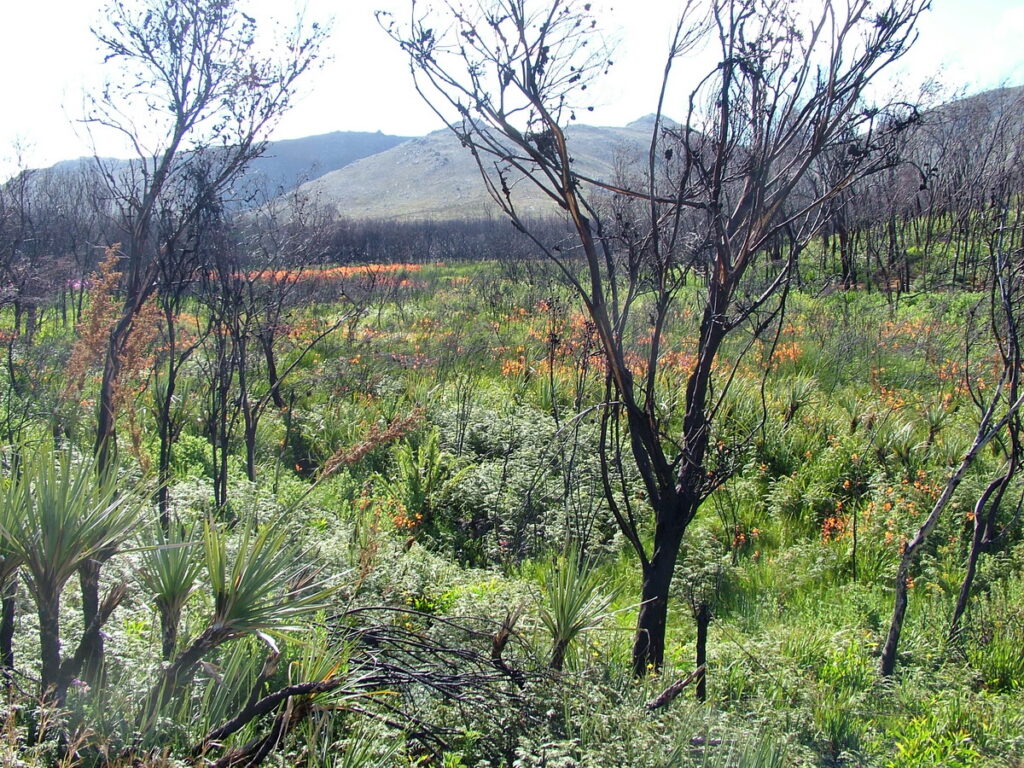image of trees and wildflowers, garden route, south africa