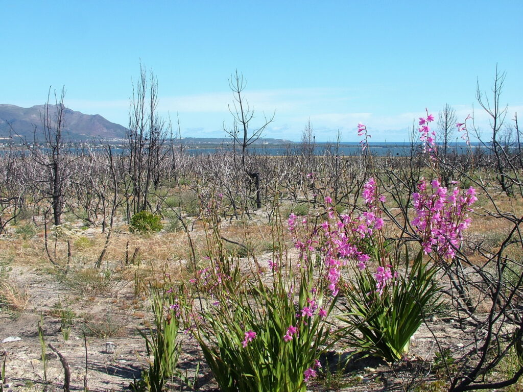 image of pink bugle-lilies near cape town, south africa