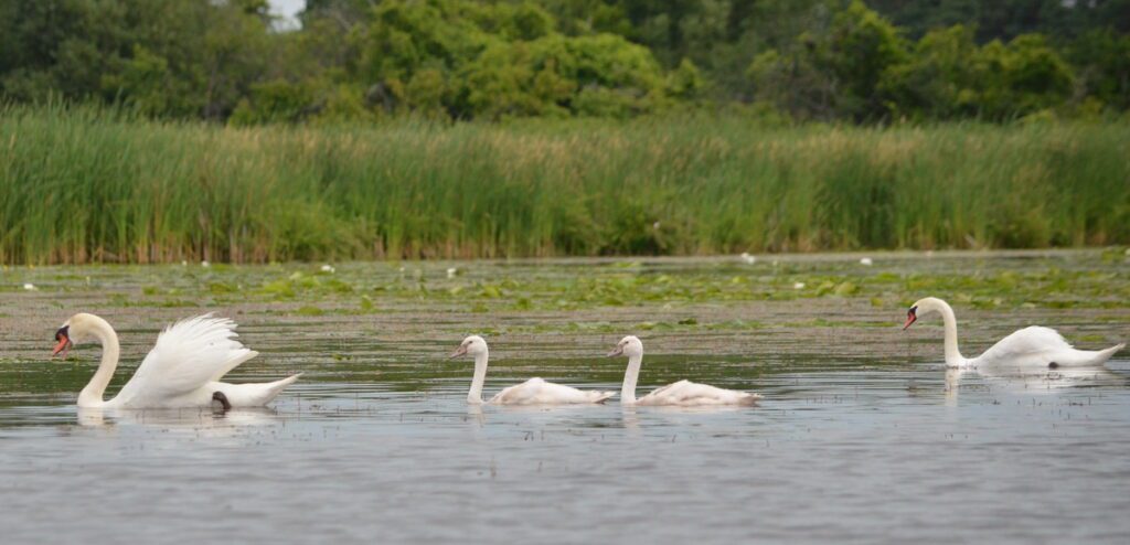 image of mute swans with two cygnets on east lake, sandbanks provincial park, ontario 