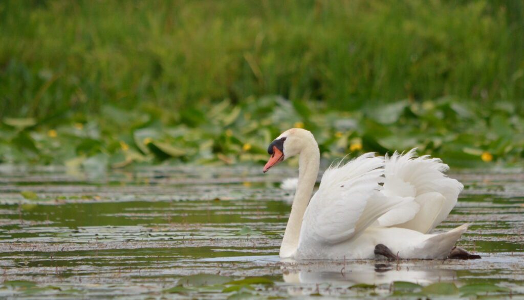 image of a mute swan on east lake, sandbanks provincial park, ontario