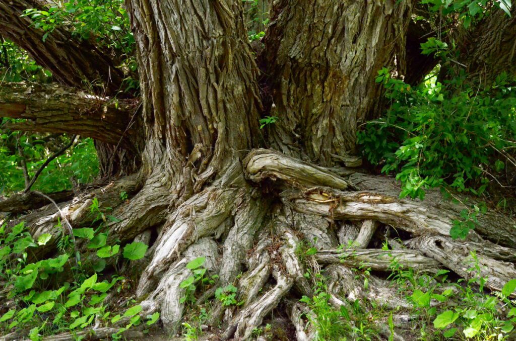 Image of very old tree on Duffins Creek in Ajax, Ontario, Canada.