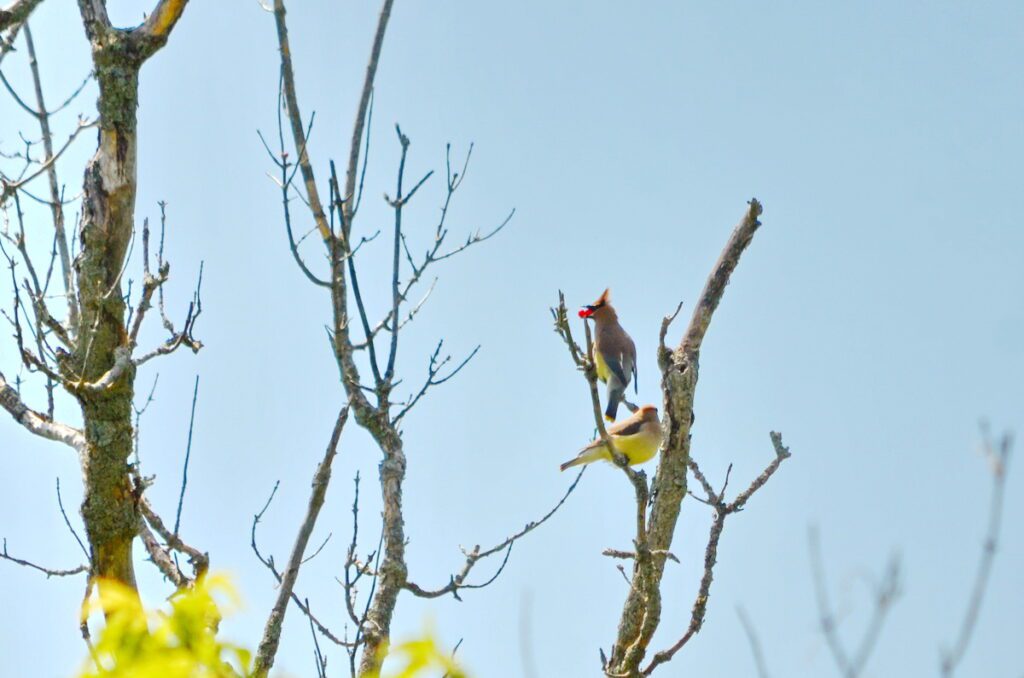 image of cedar waxwings, birdhouse city, picton, ontario