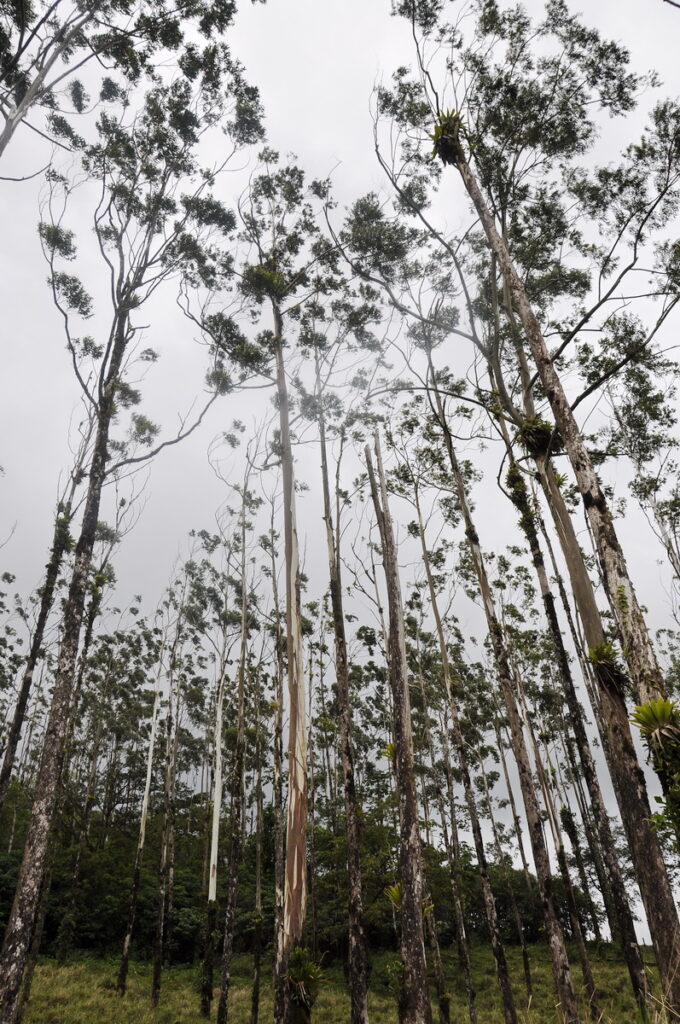 image of eucalyptus trees, arenal observatory, costa rica