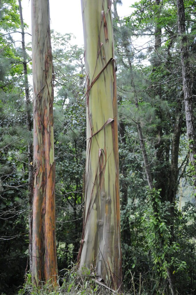 image of peeling bark on a eucalyptus tree, arenal observatory, costa rica