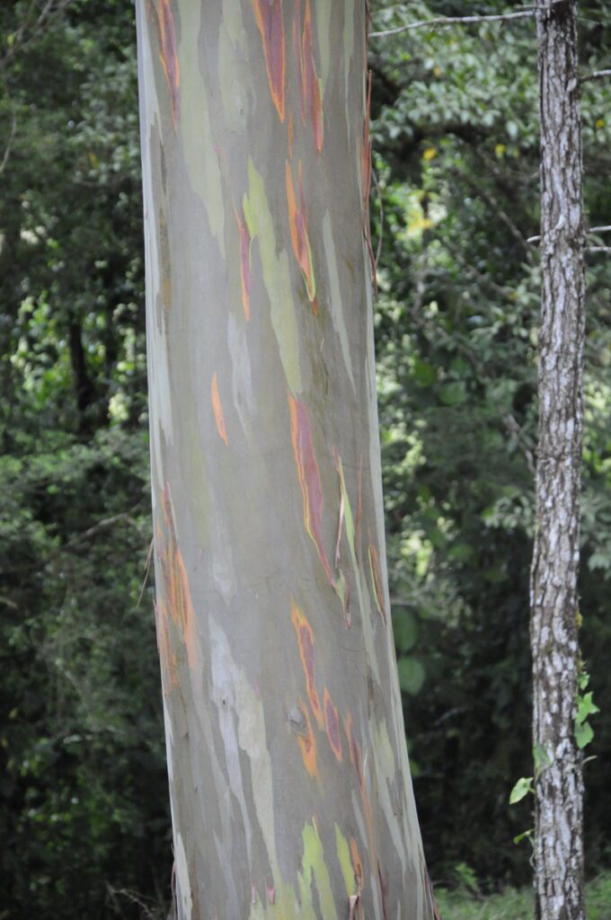 image of rainbow eucalyptus, arenal observatory, costa rica