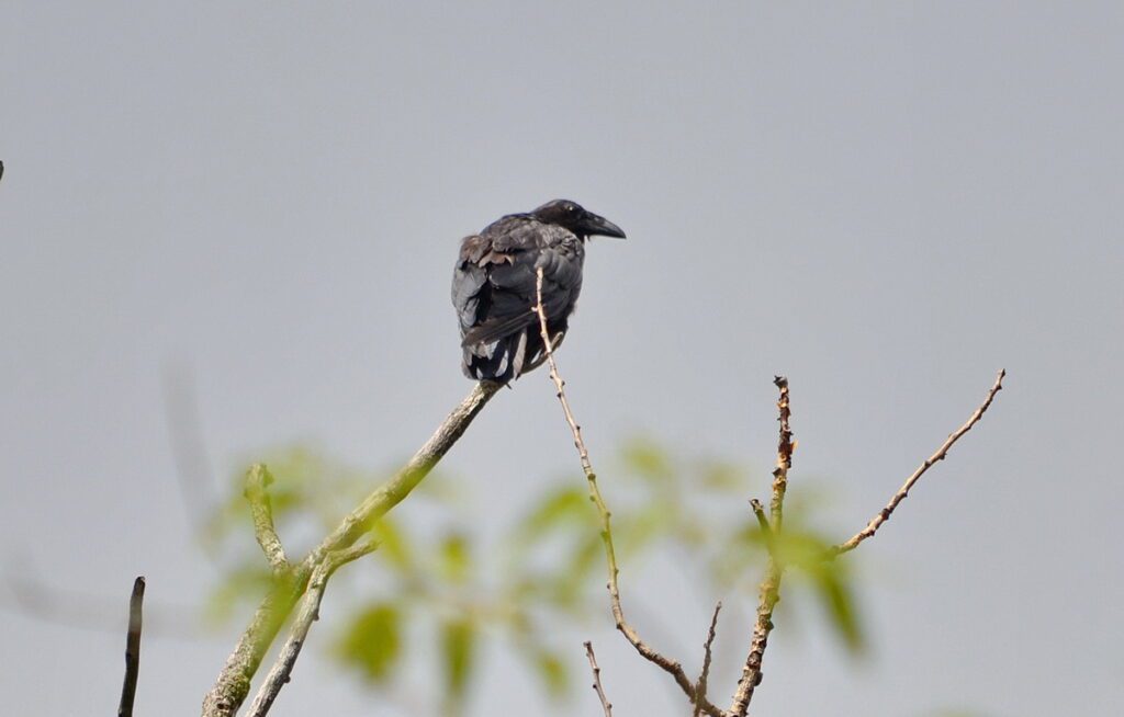 Image of common raven on Duffins Creek in Ajax, Ontario, Canada.