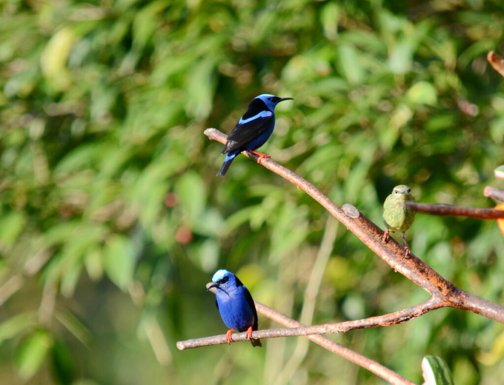 image of red-legged honeycreepers, arenal observatory, costa rica