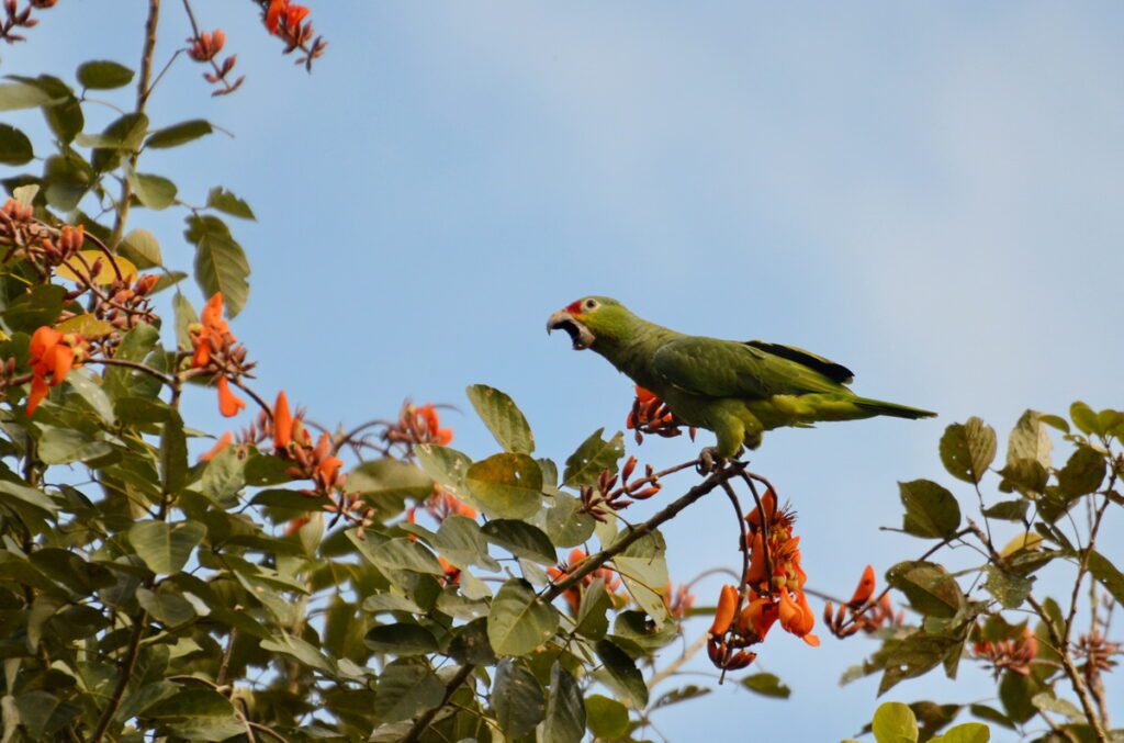 image of red-lored parrots, kokoro lodge, costa rica