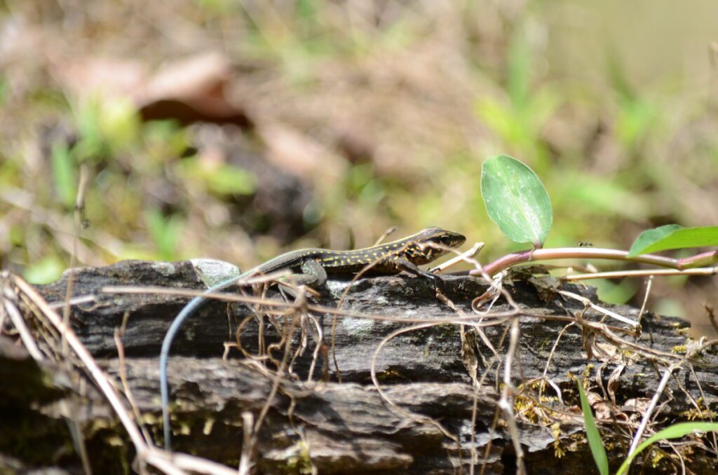 image of a lizard, arenal observatory, costa rica