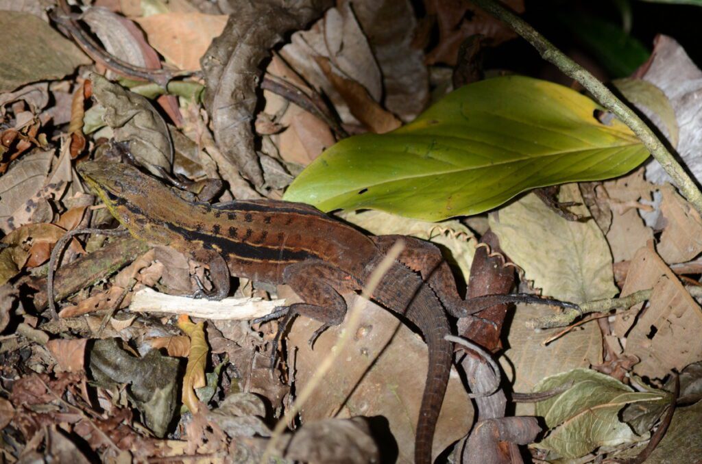 image of a striped forest whiptail, arenal observatory, costa rica