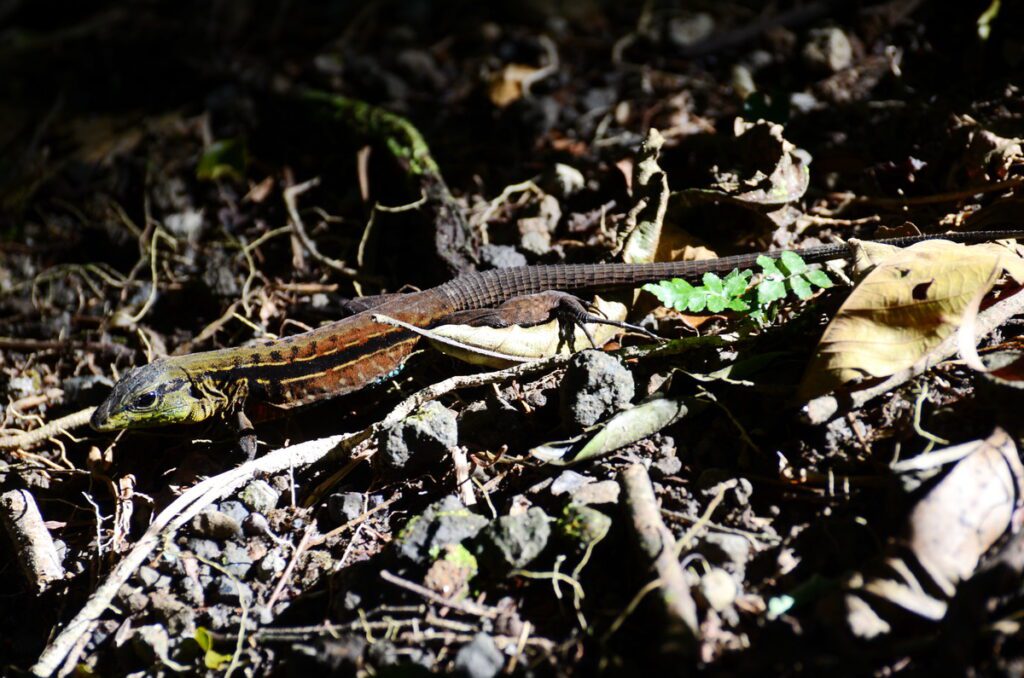 image of a lizard, arenal observatory, costa rica