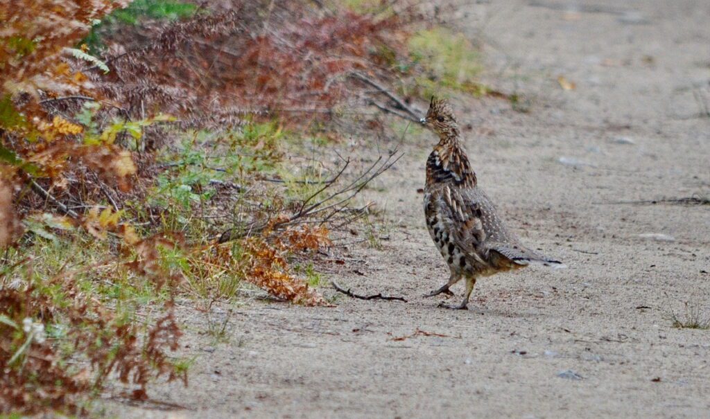 Image of Ruffed Grouse in Algonquin Provincial Park in Ontario, Canada.