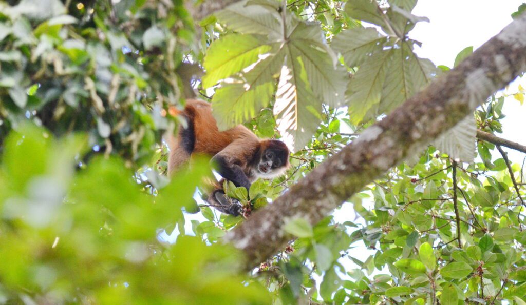 image of a spider monkey, arenal observatory, costa rica